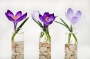 Crocus Trio